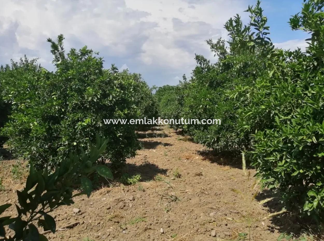 Bauernhof Zum Verkauf In Köyceğiz Beyoba Schnäppchen