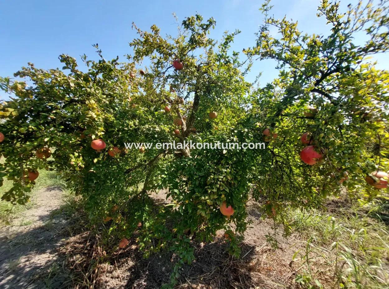 Muğla Dalyanda 5700 M2 Gepflegter Schnäppchen-Granatapfelgarten Zum Verkauf