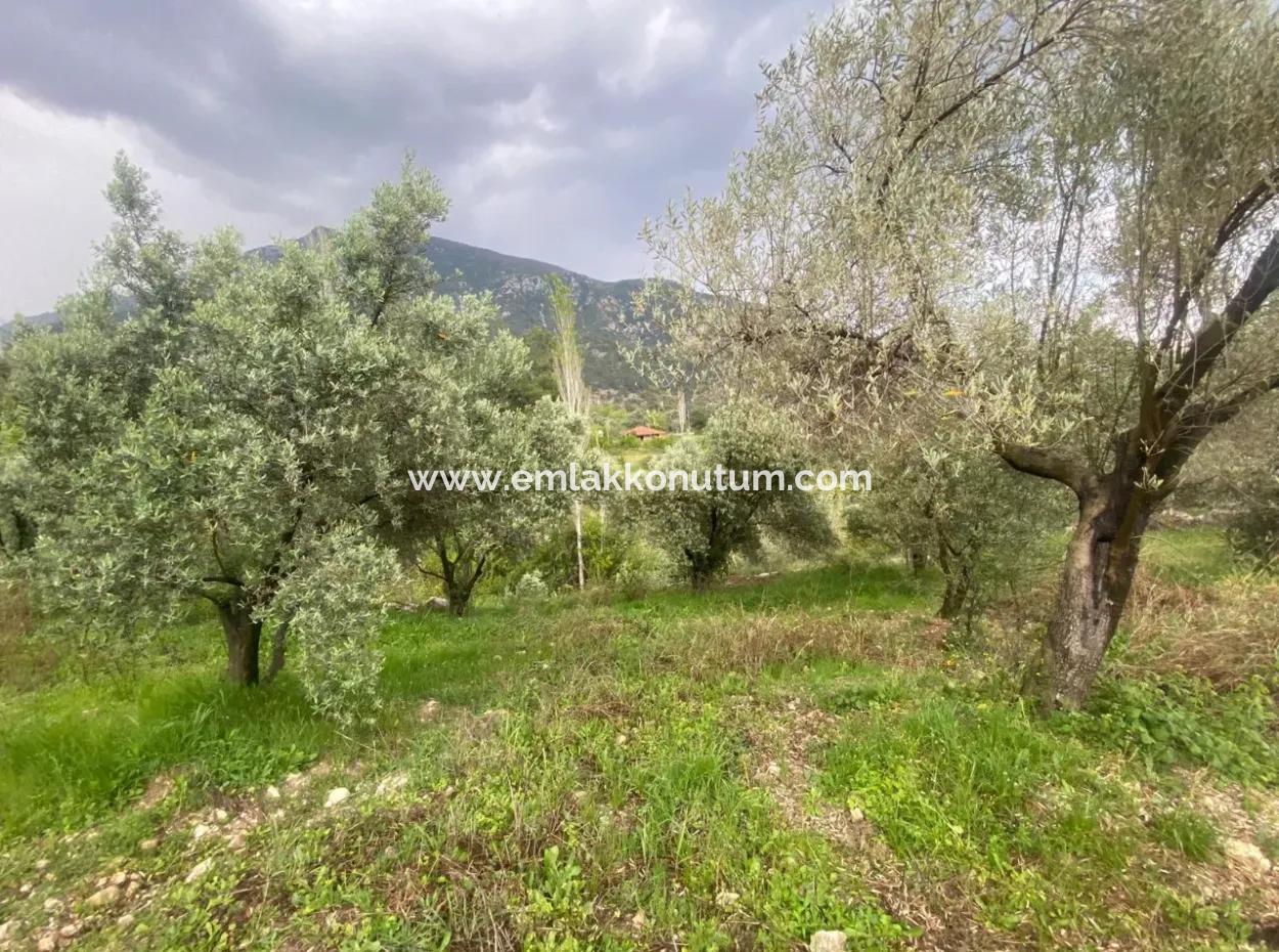 2442M2 Freistehender Olivenhain Zum Verkauf In Seydikemer Söğütlüdere, Muğla