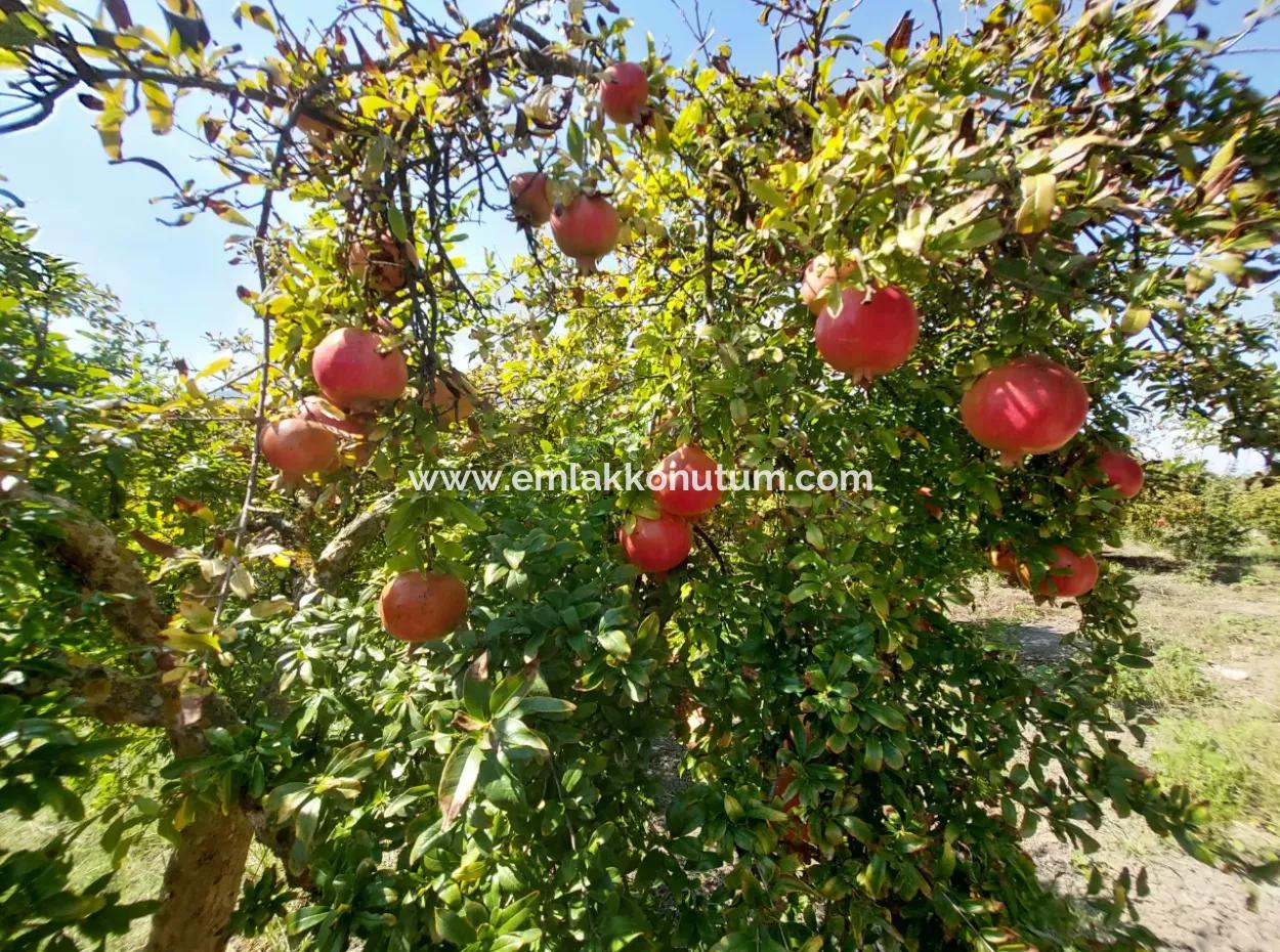 6 250 M2 Gepflegter Schnäppchen-Granatapfelgarten Zum Verkauf In Dalyan, Muğla