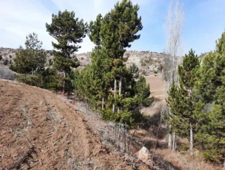 15.250 M2 Schnäppchengrundstück Zum Verkauf In Çameli Kınıkyeri Acıpayam Road