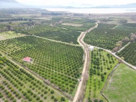 3 1 Dorfhaus Zum Verkauf In 17.000 M2 Orange Garden In Köyceğiz Toparlar