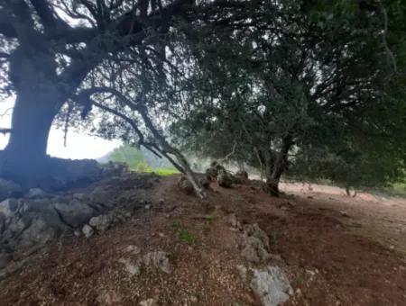 24.000 M2 Freistehendes Grundstück Zum Verkauf In Muğla Dalyan Gökbelde Natur