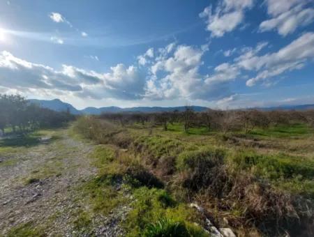 24.800 M2 Investition Und Granatapfelgarten, Geeignet Für Landwirtschaftliche Kredite Zum Verkauf In Ortaca Tepearası