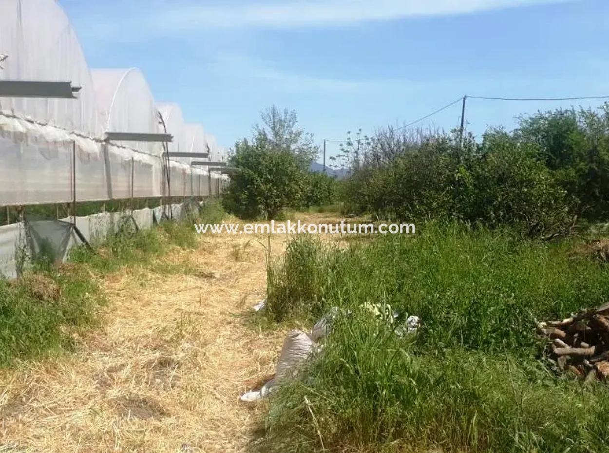 4,000 M2 Tunnel Greenhouse For Sale In Ortaca Dalaklı  