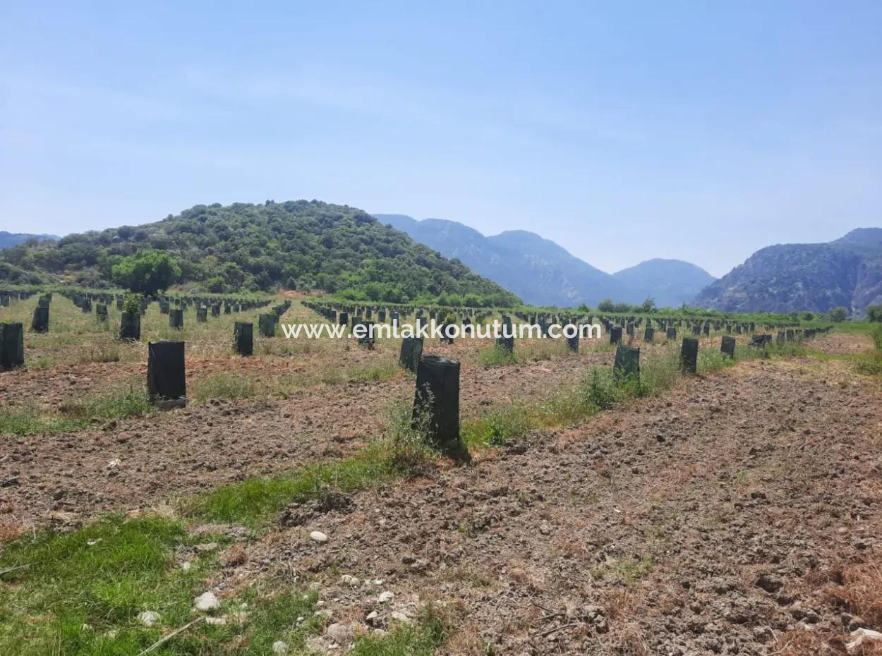 40.000 M2 Avocado Garden For Sale In Muğla Güzelyurt