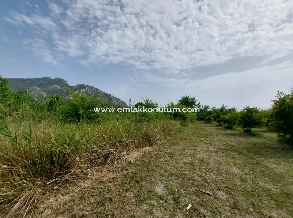 1.500 M2 Detached Field For Sale In Dalyan