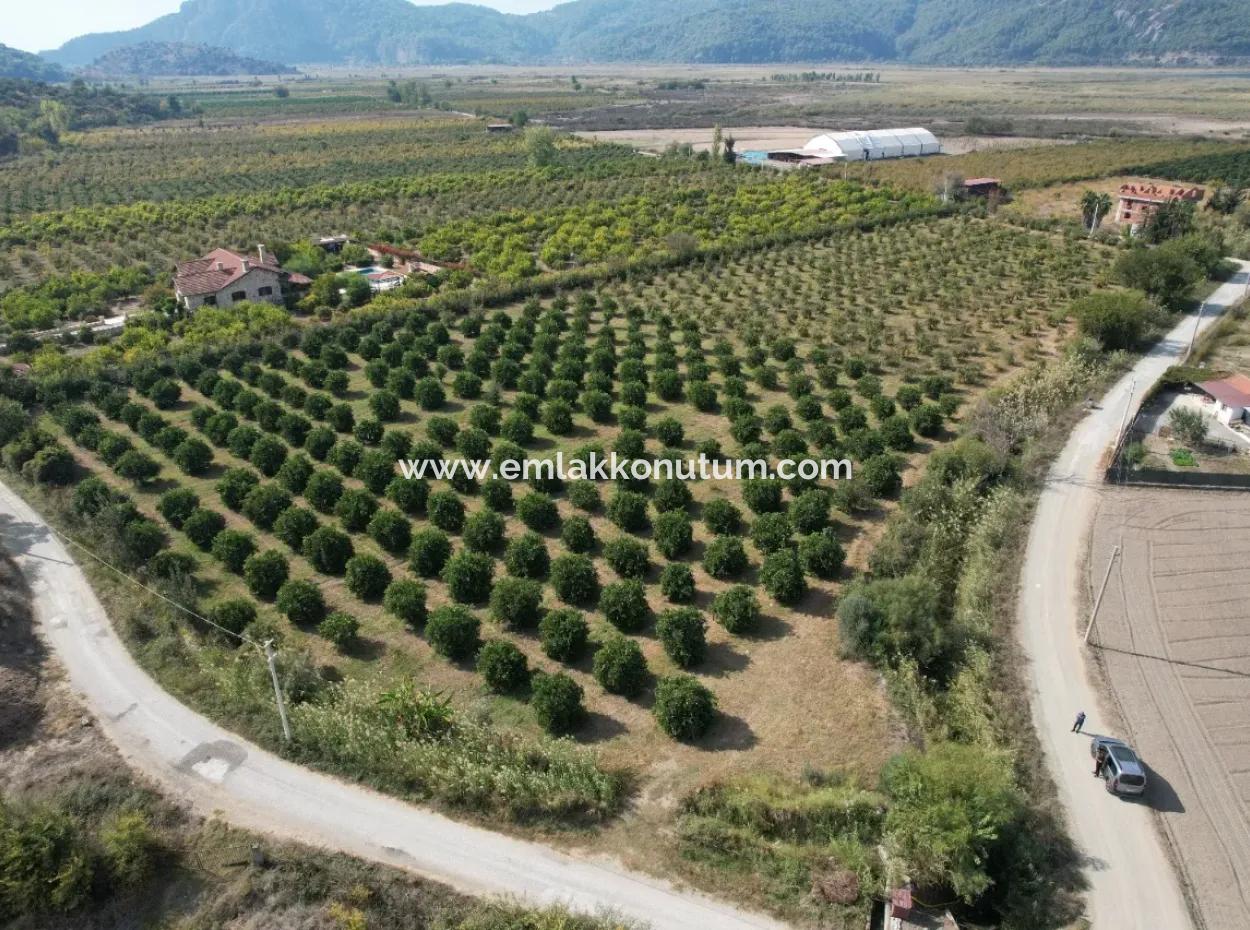 17.000 M2 Detached Pomegranate Garden For Sale In Ortaca Eskiköy