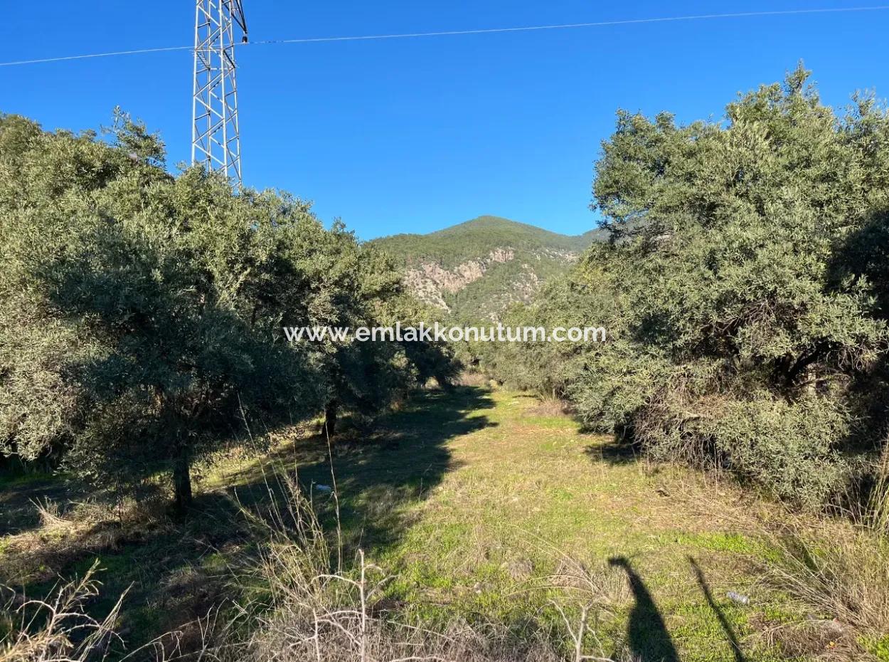 For Sale 3.300 M2 Land Suitable For Deposit In Muğla, Köyceğiz, Ekincik