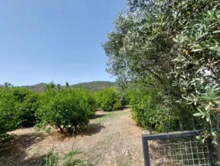 Muğla Ortaca Ekşiliyurtta Residential Zoned Detached 2 000M2 Land For Sale