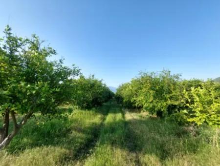 23.000M2 Detached Title Deed Pomegranate And Lemon Garden For Sale In Muğla, Ortaca Eskiköy