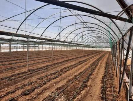 Tunnel Greenhouse For Rent On 2 000 M2 Land In Muğla Ortaca Eskiköy