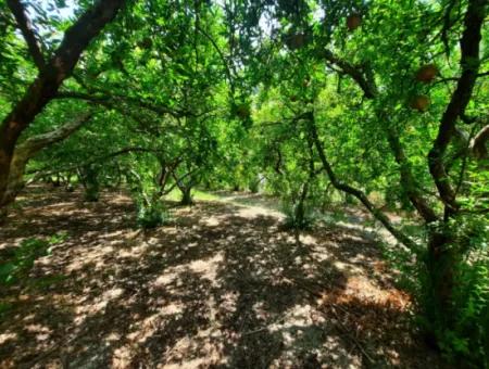 Muğla Dalyanda Mountain Zero, Waterside 10 500 M2 Pomegranate Garden For Sale