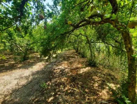 Muğla Dalyanda Mountain Zero, Waterside 10 500 M2 Pomegranate Garden For Sale