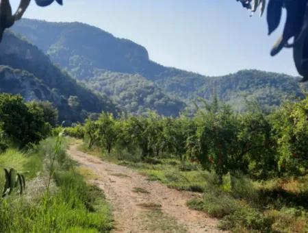 Muğla Dalyanda Well Maintained 35 000 M2 Land For Sale