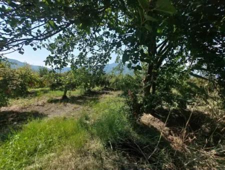 Muğla Dalyanda 5700 M2 Well-Kept Bargain Pomegranate Garden For Sale