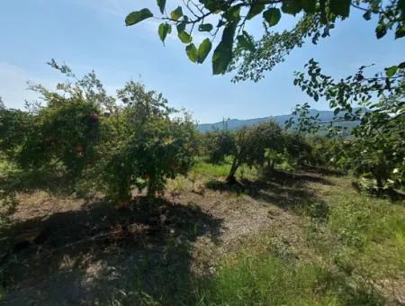 Muğla Dalyanda 5700 M2 Well-Kept Bargain Pomegranate Garden For Sale