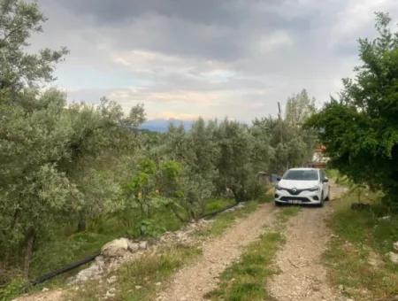 2442M2 Detached Olive Orchard For Sale In Seydikemer Söğütlüdere, Muğla