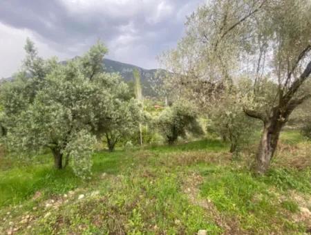 2442M2 Detached Olive Orchard For Sale In Seydikemer Söğütlüdere, Muğla