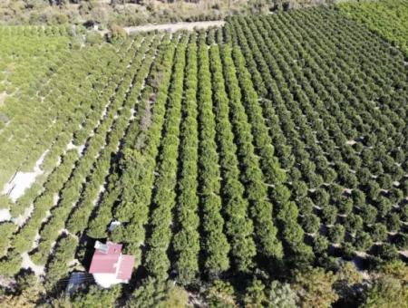 8230 M2 Lemon Field For Sale In Ortaca Akıncı