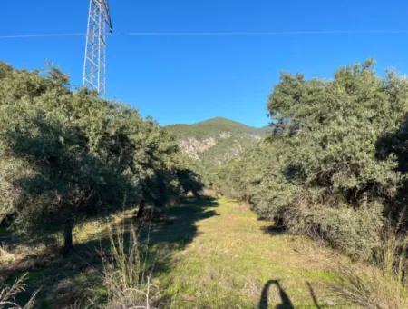 For Sale 3.300 M2 Land Suitable For Deposit In Muğla, Köyceğiz, Ekincik