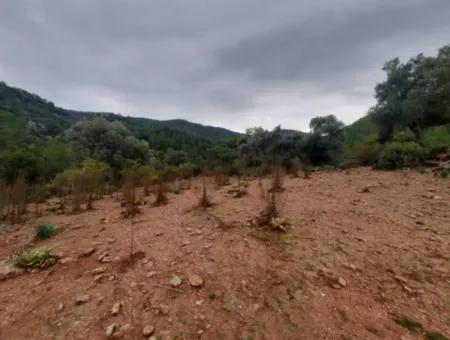 24.000 M2 Detached Land For Sale In Muğla Dalyan Gökbelde Nature