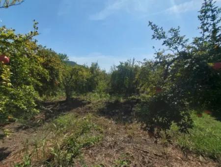 6 250 M2 Well-Kept Bargain Pomegranate Garden For Sale In Dalyan, Muğla