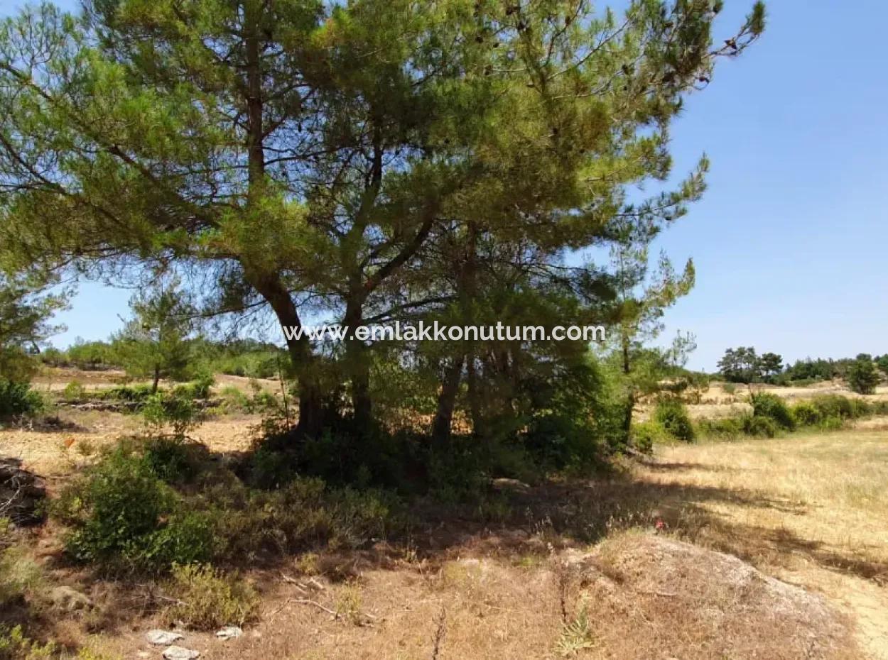 Muğla Menteşe Denizovada 1869 M2 Kelepir Tarla Satılık