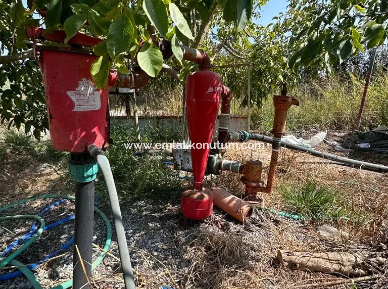 Dalyan Eskiköyde 15 000 M2 Limon Bahçesi Satılık