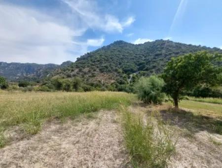 Muğla Dalyan'da Dağa Sıfır Verimli 1.680 M2 Arazisi Satılık