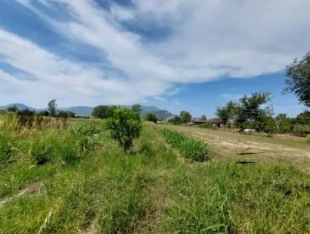 Muğla Dalyan'da Dağa Sıfır Verimli 1.680 M2 Arazisi Satılık